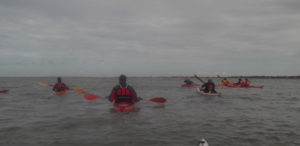 le mus du loup gatseau ile d'oléron kayak club nautique rochefort